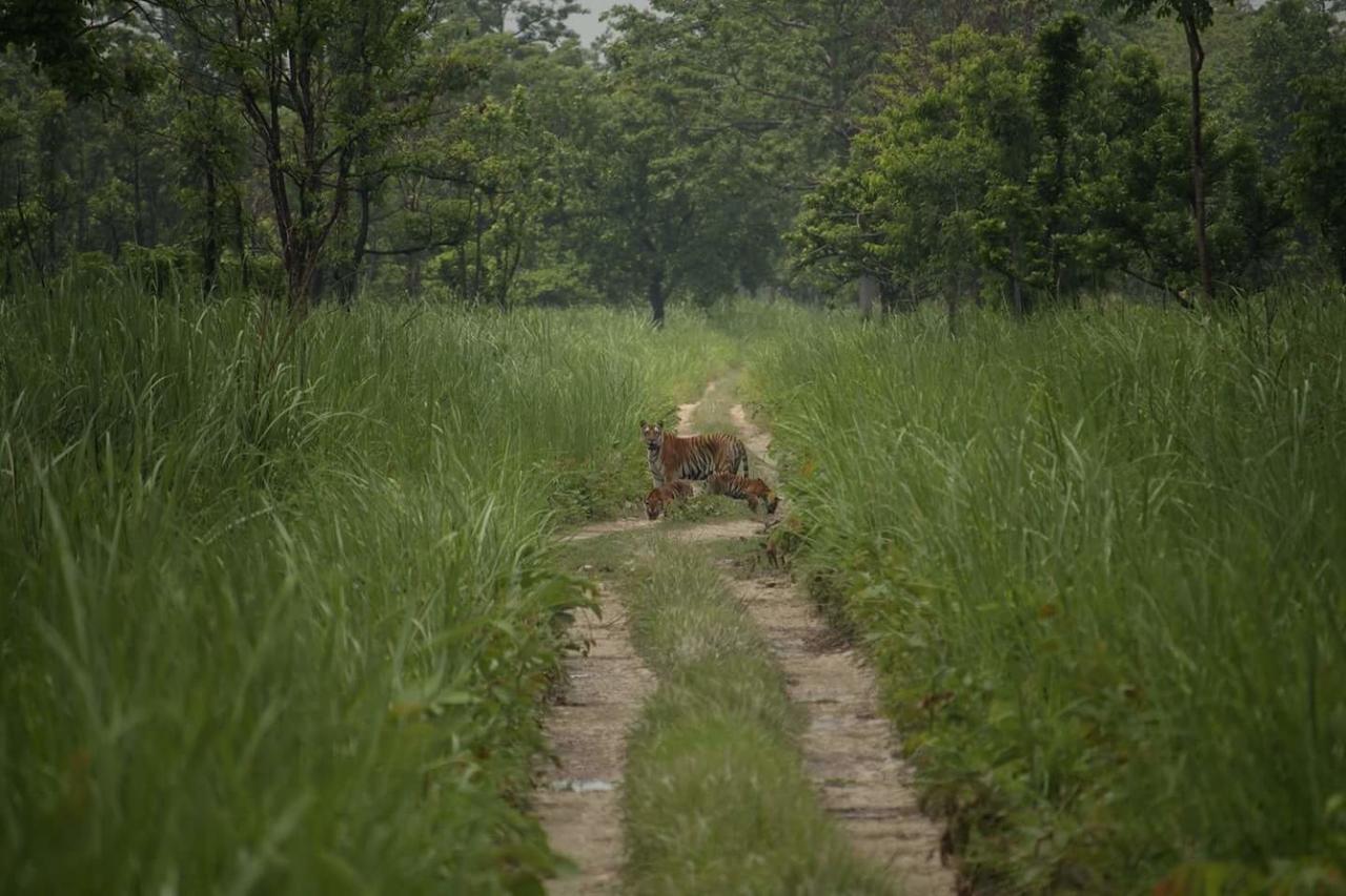 Chitwan Village Resort Sauraha Exteriér fotografie
